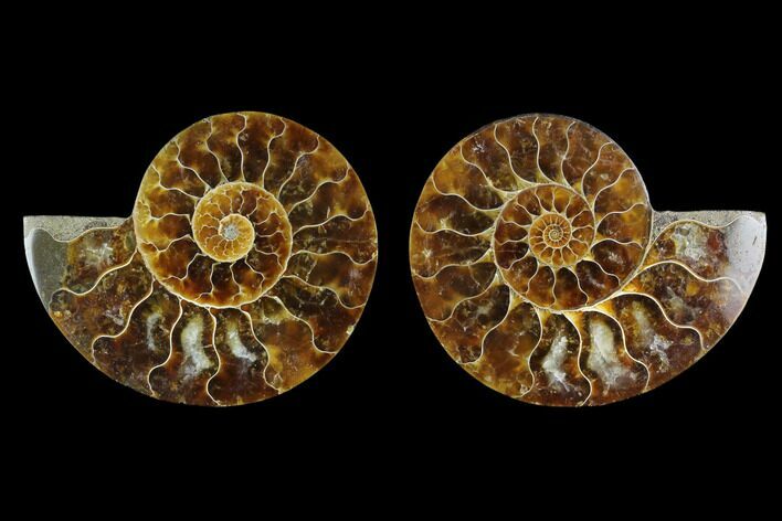 Sliced Ammonite Fossil - Agatized #124994